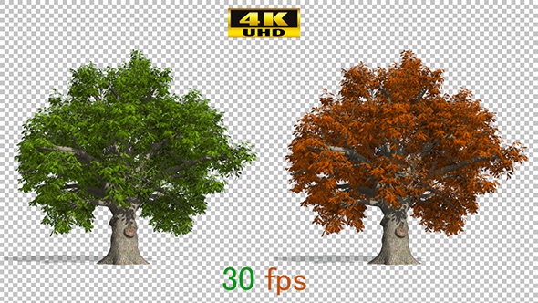 Oak Autumn Tree Animation alt