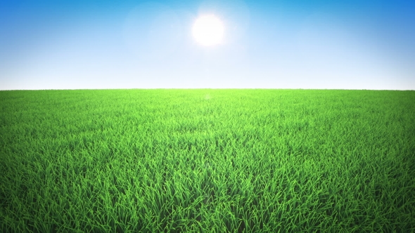 Flight Over Grass, Daytime alt