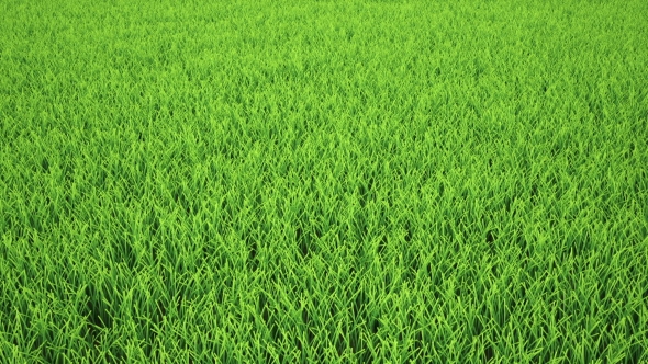 Panning To Soccer Ball on Grass alt