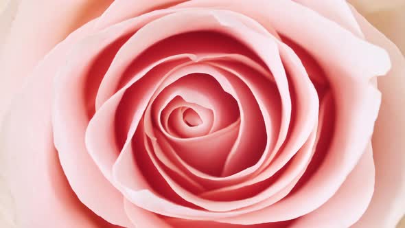 Beautiful Pink Rose Rotating on White Background Macro Shot