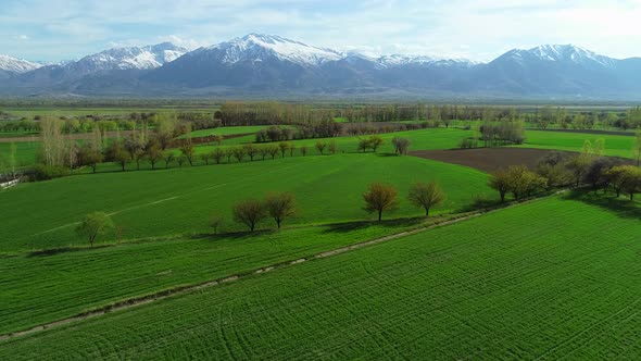 Agricultural Aerial View