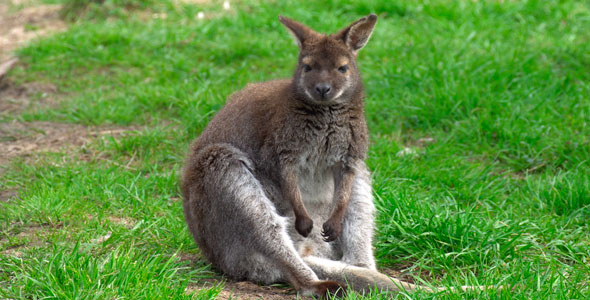 Kangaroo