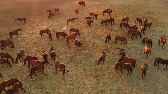 Aerial View of Horses Grazing on Pasture