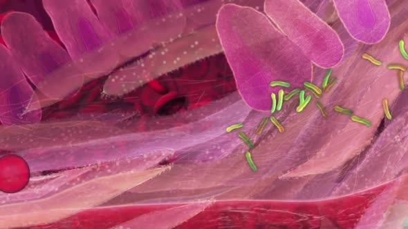 microbes in the blood 3d medical animation