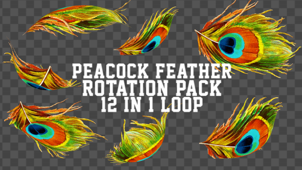 Peacock Feather Pack 11 in 1
