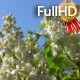 White Lilac Against the Blue Sky - VideoHive Item for Sale