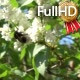 Bumblebee on Blooming Lilac in Spring - VideoHive Item for Sale