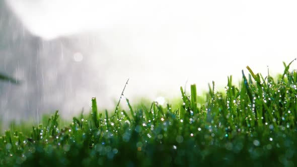 Fresh Watered Grass in the Garden