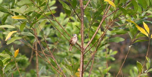 Yellow Vented Bulbul Preening