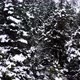Pine snow scene - VideoHive Item for Sale
