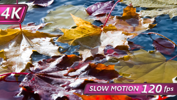 Yellow Leaves Falling In Autumn Puddle