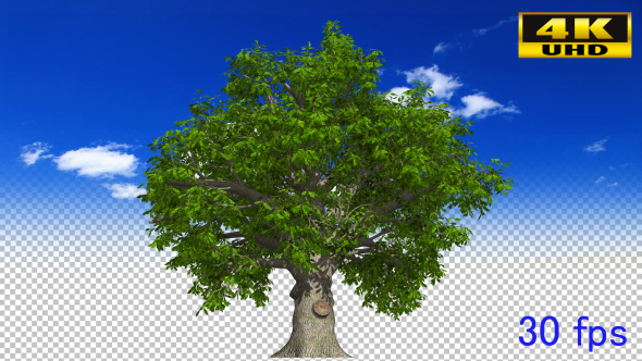 Oak Tree alt