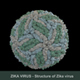 ZIKA VIRUS - 3DOcean Item for Sale