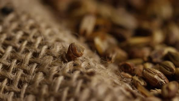 Rotating shot of barley and other beer brewing ingredients 