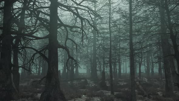 Looped Slow Flight Past a Gloomy Day Forest