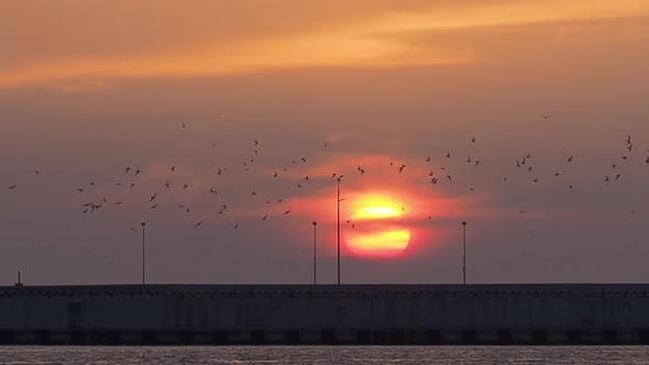 Silhouettes of Flying Birds Over Breakwater