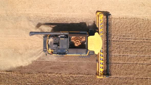 Aerial Shot of Combine Gathering Rye or Wheat Crop