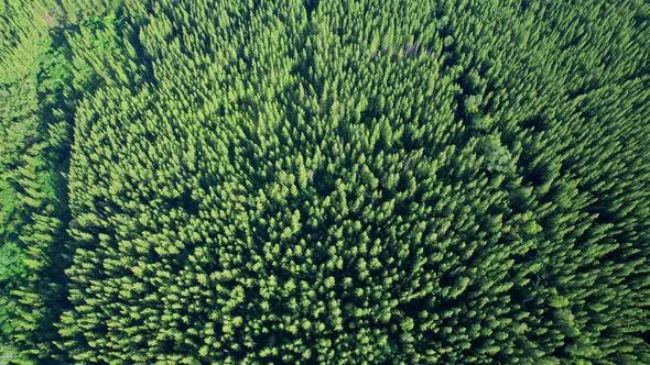 Aerial view from drone over pine forest. 4K