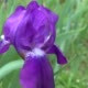 Purple Iris in a Garden Against a Green Plants - VideoHive Item for Sale