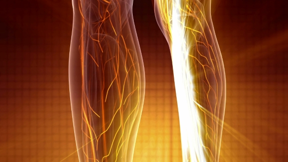 Human Body with Glow Blood Vessels alt