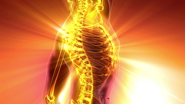 Human Body with Visible Skeletal Bones alt