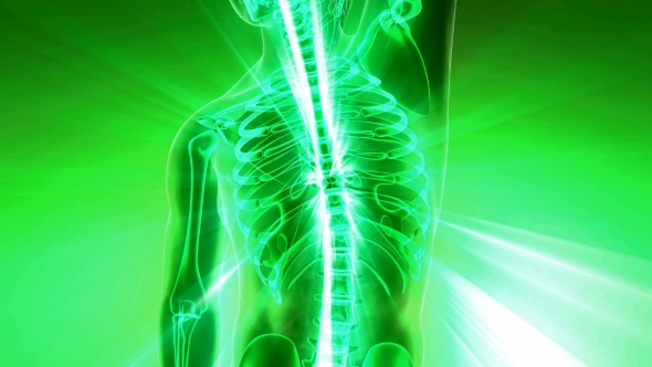Human Body with Visible Skeletal Bones alt