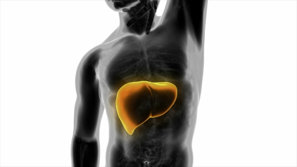 Anatomy Scan of Human Liver alt