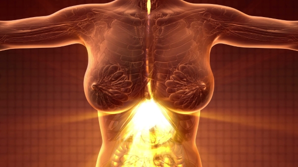 Human Body with Visible Digestive System alt