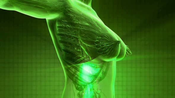 Human Body with Visible Digestive System alt