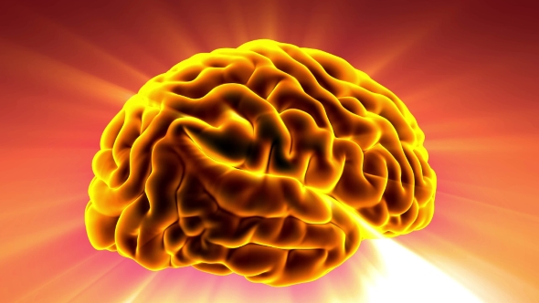 Anatomy of Human Brain alt