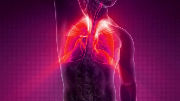 Human Body with Visible Lungs alt