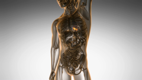 Anatomy Scan of Human Heart alt
