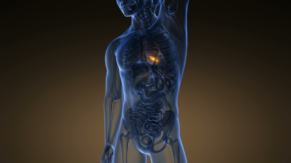 Anatomy Scan of Human Heart alt