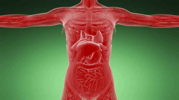 Anatomy Tomography Scan of Human Body alt
