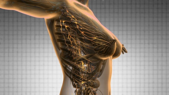 Anatomy of Woman Limphatic System alt