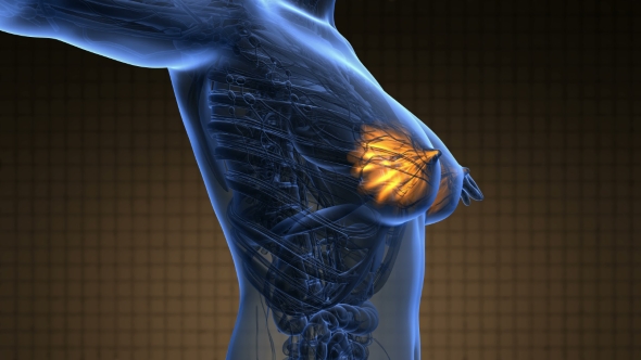 Human Body with Visible Glow Mammary Gland alt