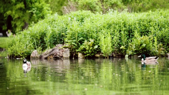 Mallard Duck in Pond