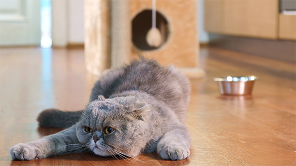 Scottish Fold Cat Indoors