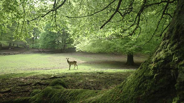 Deer In The Meadow