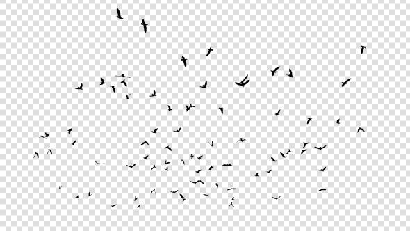 Seagulls Silhouette - 2 alt