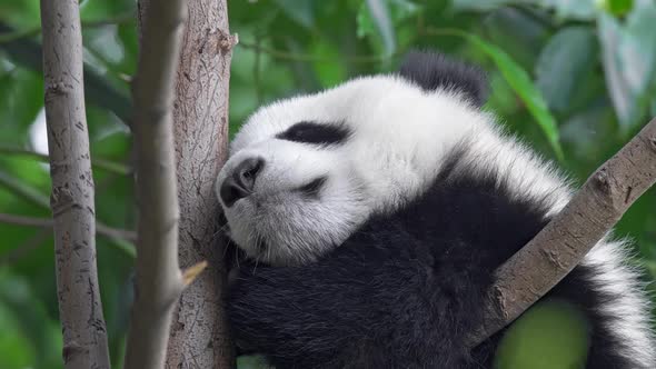 Adorable Baby Panda Sleeping on a Tree Among Green Flora in Chengdu, China