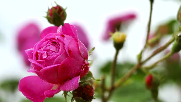 Pink Roses In Drops Of Dew 