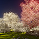 Morning Blossoming Sakura 4K - VideoHive Item for Sale