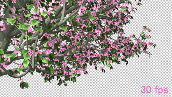 Branch Of A Blossoming Tree alt