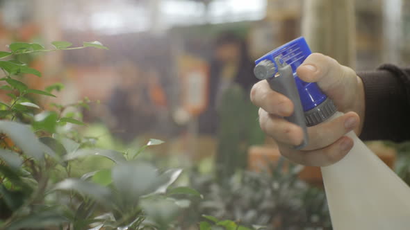 Man Sprays Water on Green Room Flower with Pulverizer