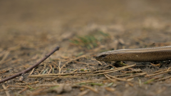 Limbless Lizard Look Like a Snake