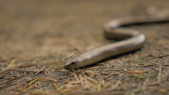 Limbless Lizard Look Like a Snake