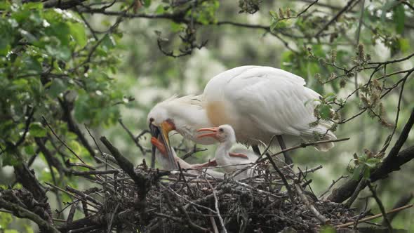Adult Eurasian Spoonbill feeding chics in nest; birdwatching in nature
