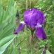 Blooming Iris in the Garden in Spring - VideoHive Item for Sale