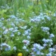 Lawn With Blue Flowers Unforgettable in Spring - VideoHive Item for Sale